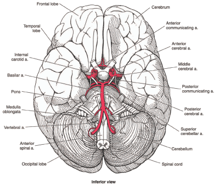 Base of brain