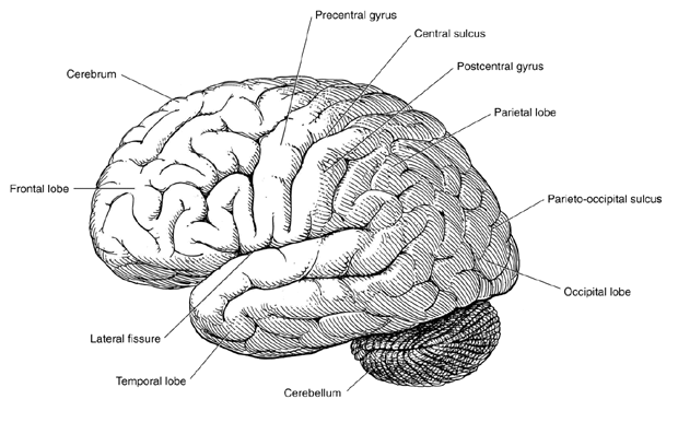 Outer cerebral cortex of the brain